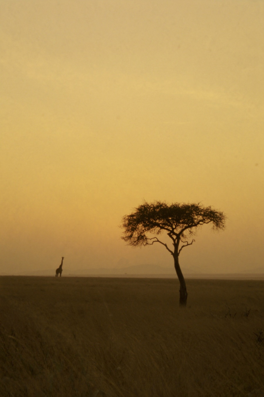 An acacia tree on the savanna at golden hour, Kenya